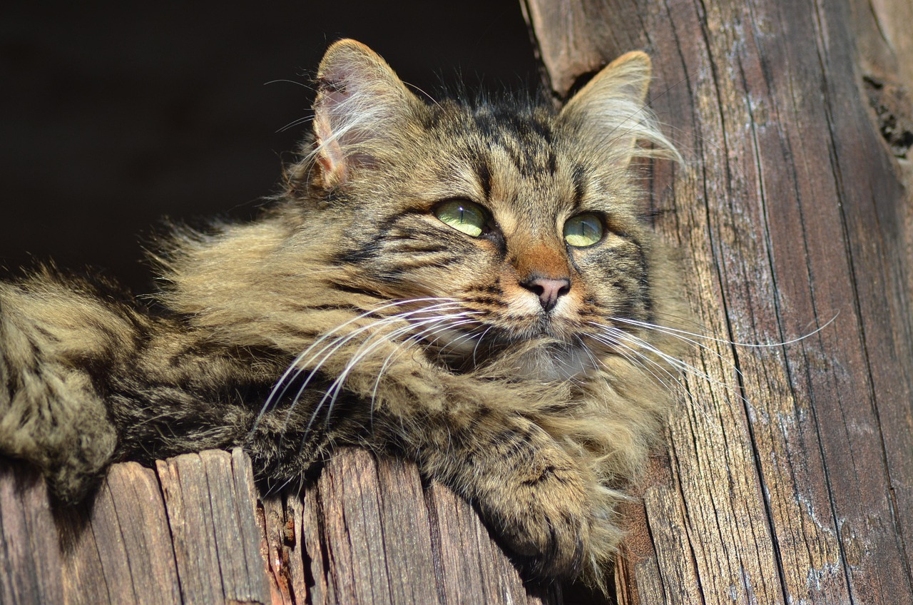 探索猫咪奇幻世界的最新猫动漫！