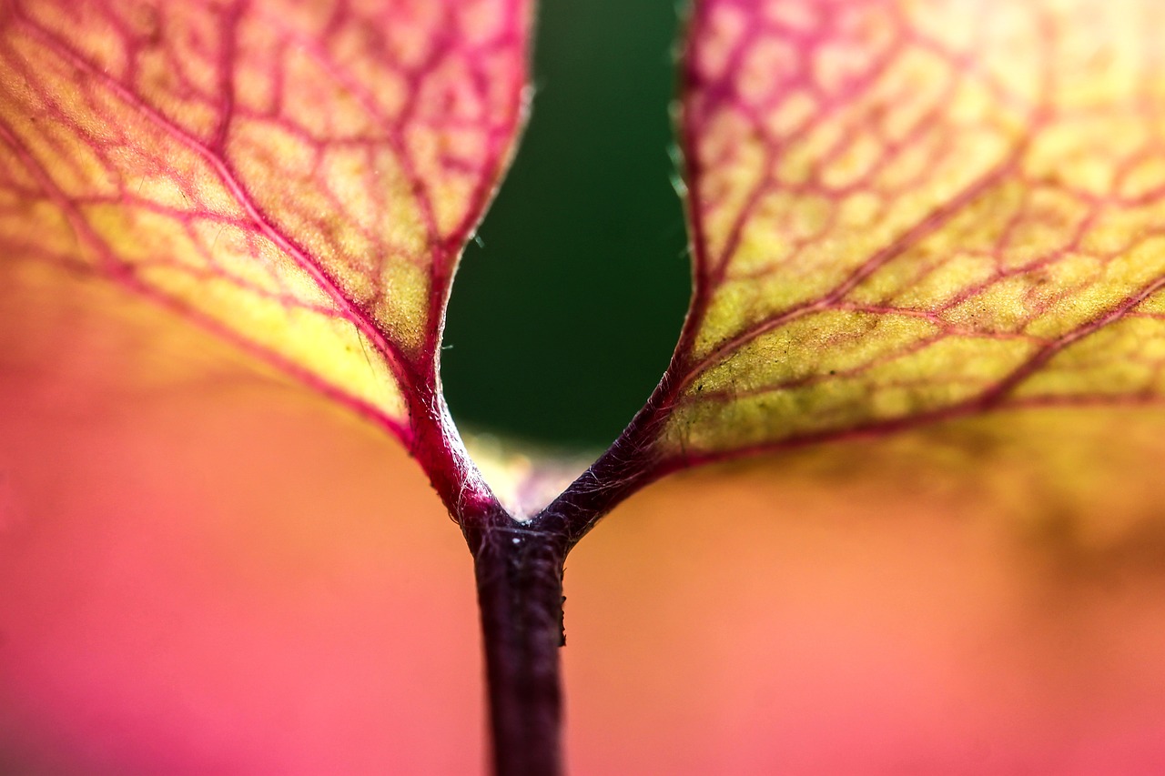 植物标本比赛，探索自然之美的竞技盛宴